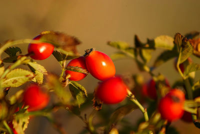 Close-up of red flowering plant