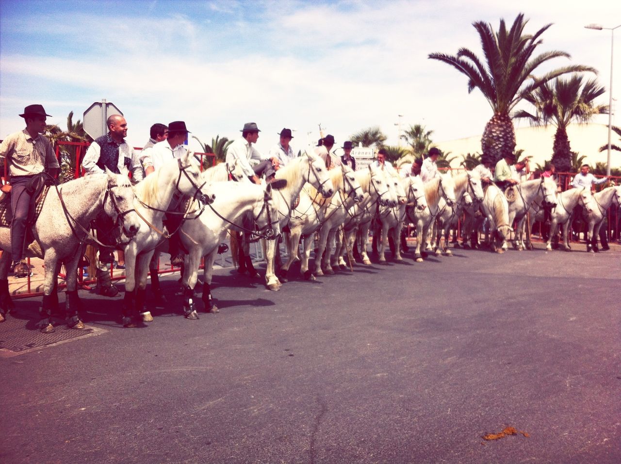 sky, large group of people, horse, animal themes, in a row, men, day, person, outdoors, sunlight, tree, cloud, working animal, palm tree, cloud - sky, livestock, street, mixed age range