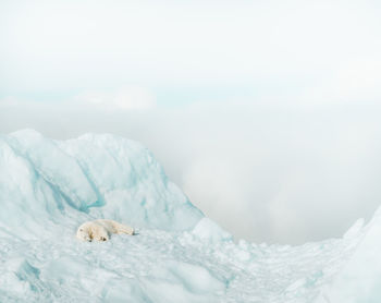 View of an animal on snowcapped mountain