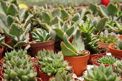 Close-up of succulent plants in pot