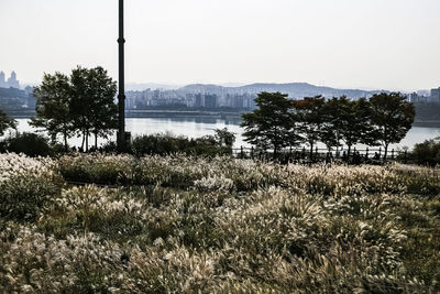 View of plants against buildings