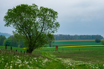 Scenic view of agricultural field against sky