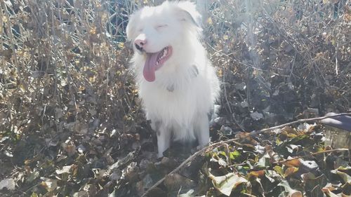 Dog in a field