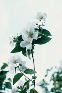 Close-up of white flowering plant