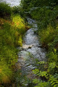 Stream flowing through forest