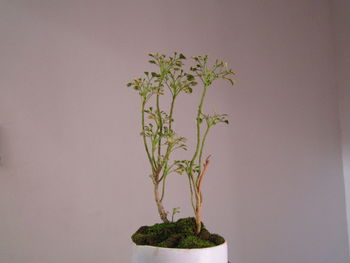 Close-up of potted plant against wall