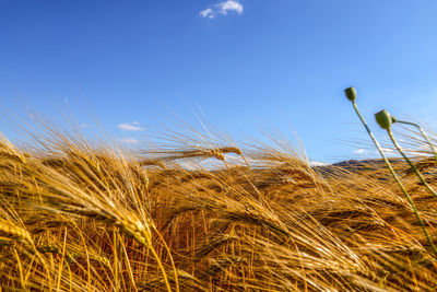 Wheat field against blue sky