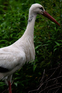 Close-up of a bird on field