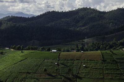 Scenic view of agricultural field against sky