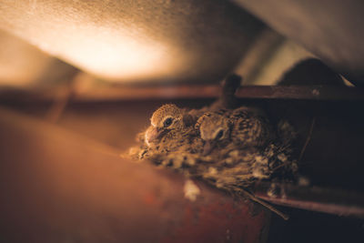 Close-up of bird on wood