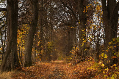 Trees in forest during autumn