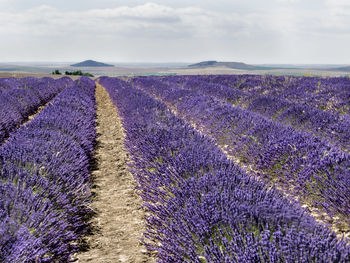 Scenic view of lavender field against sky