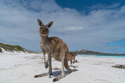 Kangaroos on the white beach of lucky bay, cape le grand national park, western australia