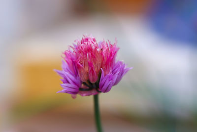 Close-up of pink flower