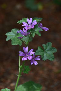 Close-up of purple flowering plant