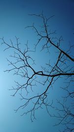 Low angle view of silhouette bare tree against blue sky