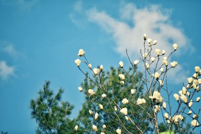 Low angle view of white flowering plants against sky
