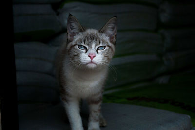 Close-up portrait of a cat