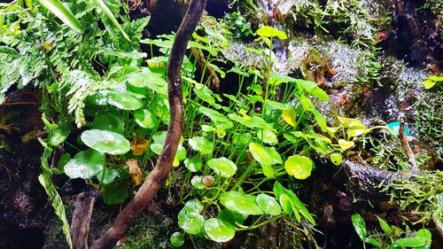 Close-up of fresh green plants in water