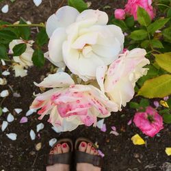 Close-up of pink flowers