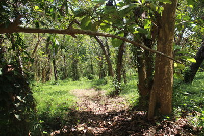 Trees in forest