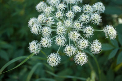 Close-up of flowers