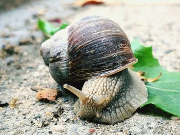 Close-up of snail on land