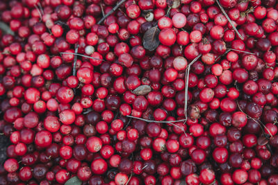 Abstract background from fresh cowberry. close up.