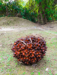 Close-up of fruits growing on tree