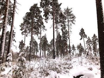 Trees in forest during winter