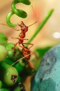 Close-up of ant on leaf
