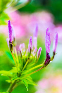 Close-up of pink flowering plant