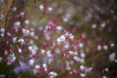 Close-up of fresh flowers blooming on tree
