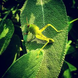 Close-up of insect on leaf