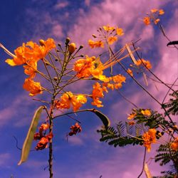 Low angle view of flowering plant against orange sky