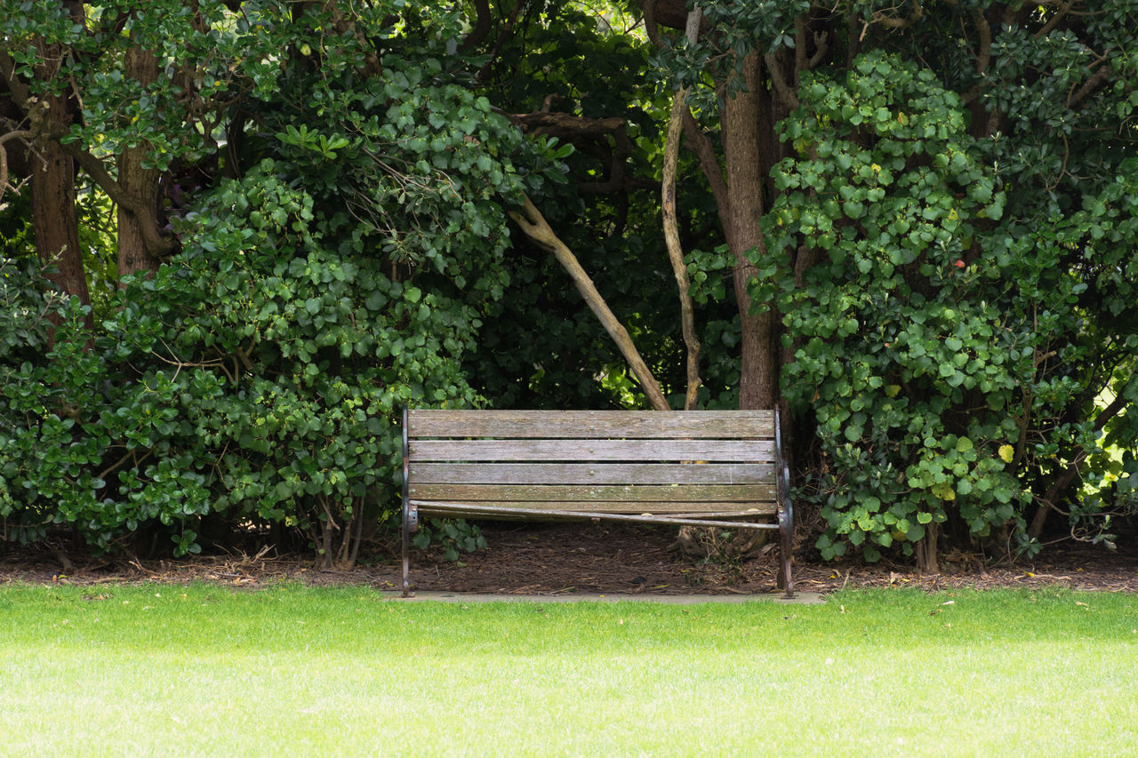 EMPTY BENCH IN PARK AGAINST TREES IN YARD