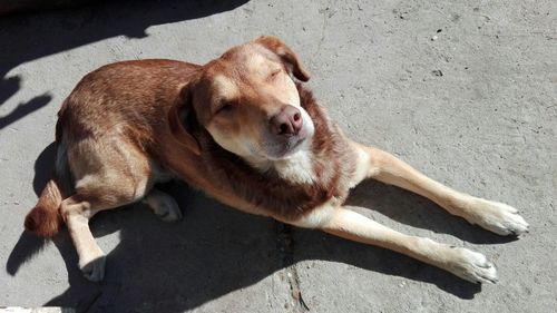 High angle view of dog relaxing on floor