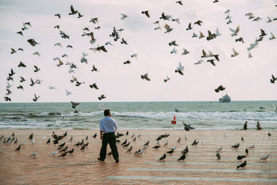 Flock of birds on beach