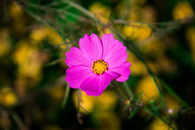 Close-up of pink cosmos flower