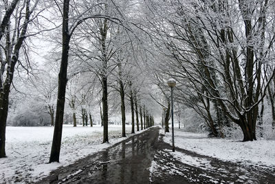 Bare trees on snow covered landscape