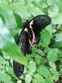 Butterfly on leaf