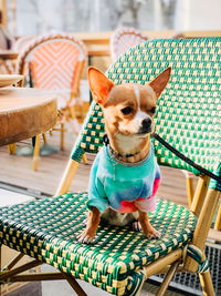 Portrait of dog sitting on chair