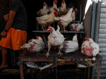 Close-up of birds in traditional clothing