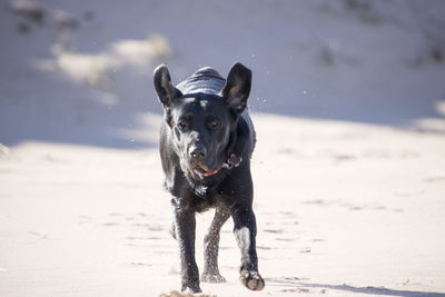 Portrait of dog on beach