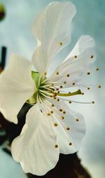 Close-up of white flowers
