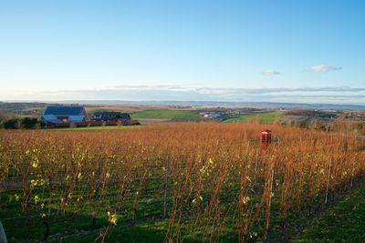 Scenic view of agricultural field against sky