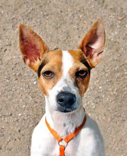 Close-up portrait of a dog