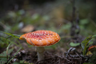 Close-up of fly agaric mushroom on field