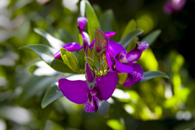 Close-up of purple flowers blooming
