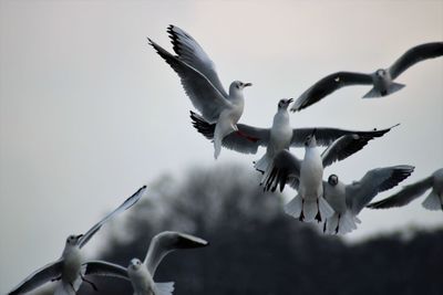 Low angle view of seagulls flying in sky